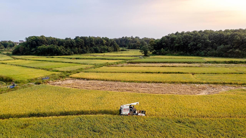 Chinese_scientists_discover_heat-resistant_rice_gene - My Global News: Young Voices Chinese scientists discover heat-resistant rice gene