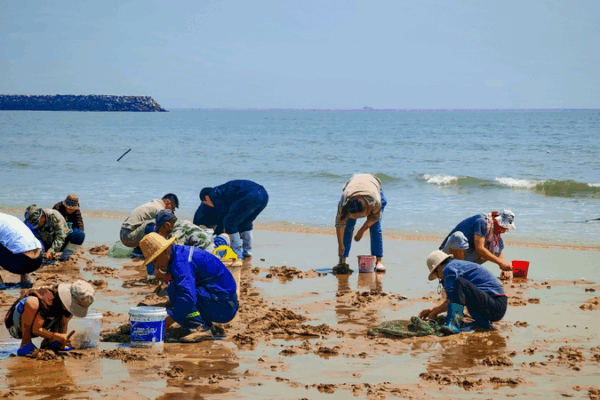 Clam-Digging Adventure: How Rizhao’s Beaches are Turning into Treasure Hunts! 🐚 Clam-digging craze draws tourists to coastal Rizhao