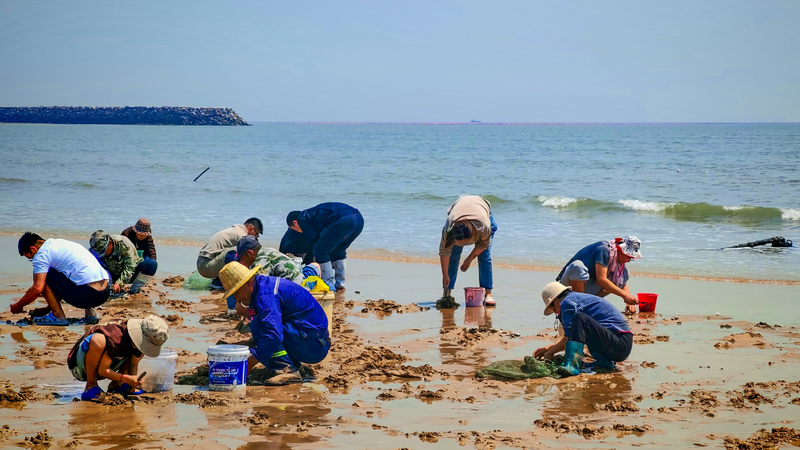 Clam-digging craze draws tourists to coastal Rizhao