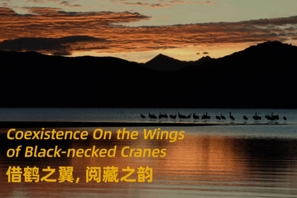 Black-Necked Cranes: The Celestial Dancers of Xizang Coexistence on the wings of black-necked cranes video poster