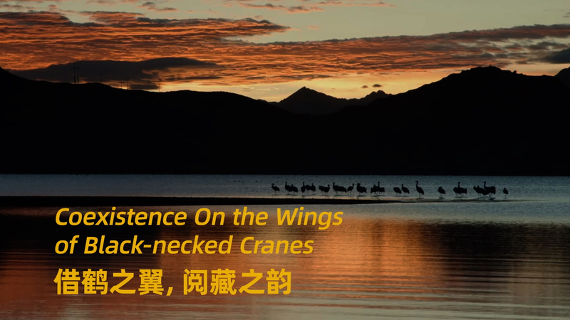 Coexistence on the wings of black-necked cranes video poster