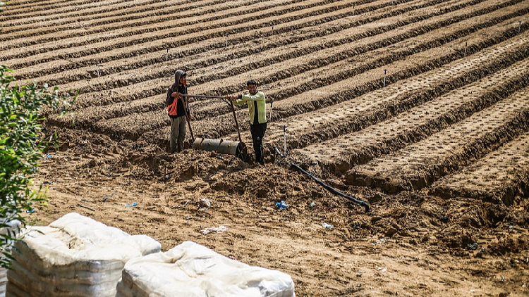 Gaza’s Farmland Faces Big Challenges: Only 5% Usable After Conflict, Says UN Conflict leaves less than 5% of cropland in Gaza usable, UN finds