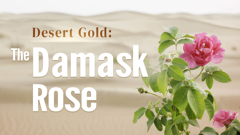 Desert_Gold_The_Damask_rose_poster - My Global News: Young Voices Desert Gold: The Damask rose video poster