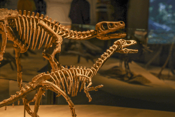 Explore China’s Dinosaurs at Shanghai’s New Exhibition! π¦ Dinosaur exhibition in Shanghai reveals life's evolution on Earth