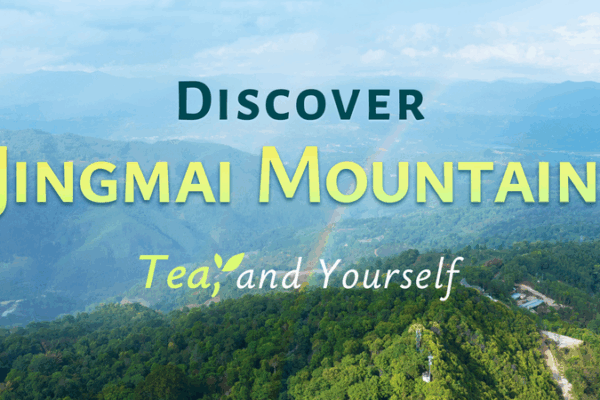 Unveiling the Secrets of Jingmai Mountain: A Tea Adventure Awaits! ๐ฟโ Discover Jingmai Mountain, tea, and yourself video poster