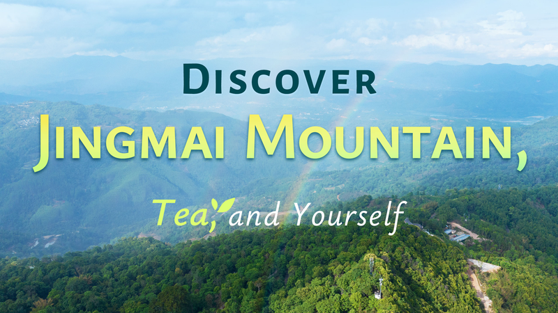 Discover_Jingmai_Mountain_tea_and_yourself_poster - My Global News: Young Voices Discover Jingmai Mountain, tea, and yourself video poster