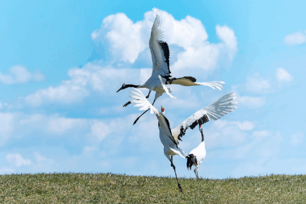 Elegant Crane Dances Captivate Visitors at Zhalong Nature Reserve Elegant crane dances charm visitors in Qiqihar