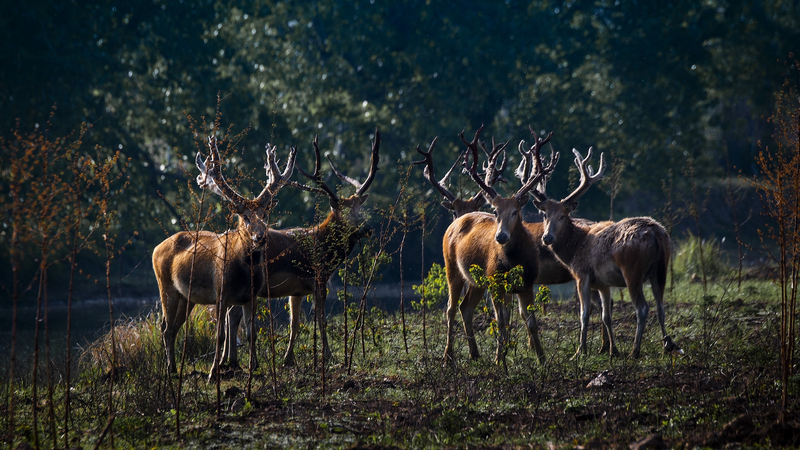 Milu Deer Duel: Battle for the ‘King’ of Dongting Lake! Endangered milu deer fight for mating rights in Dongting Lake reserve video poster