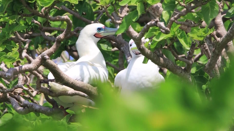 Explore the symbiosis of Sansha, Hainan video poster