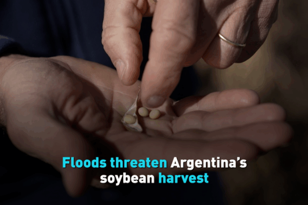 Floods in Argentina Threaten Soybean Crops π§οΈπ± Floods threaten Argentinaβs soybean harvest video poster