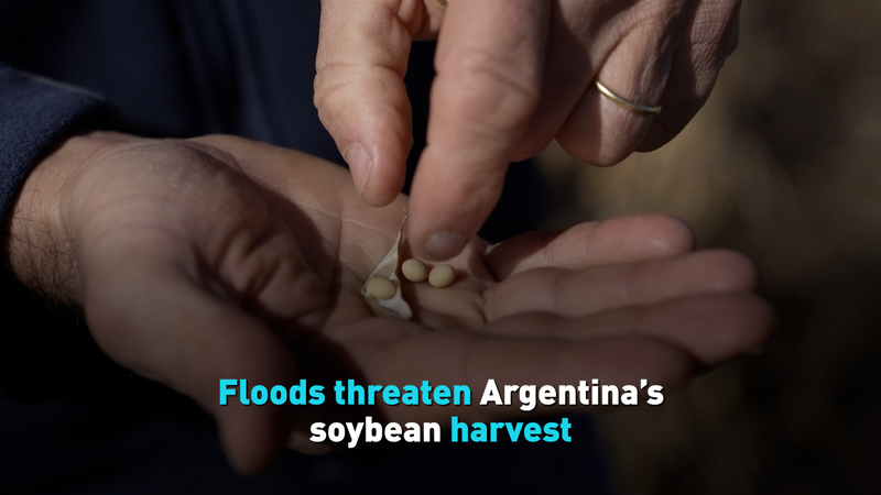Floods threaten Argentina’s soybean harvest video poster