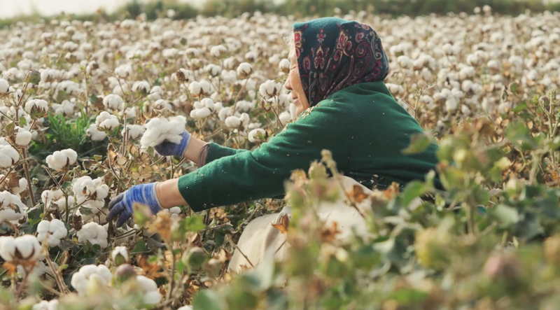 From Awati's fields to the world's screens, a crop becomes a bridge video poster