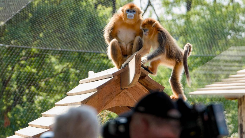 China’s Golden Monkeys Make Their First European Appearance! 🐒✨ Golden snub-nosed monkeys from China make European debut at French zoo