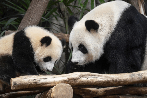 Meet Jia Jia and De De: Hong Kong’s First Panda Twins Named! Hong Kong-born giant panda twins named Jia Jia, De De