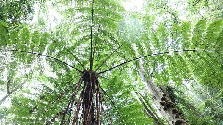 Ancient Tree Ferns Found Thriving in Hidden Chinese Forest ๐ฟ In pictures: Ancient tree ferns thrive in hidden Chinese forest