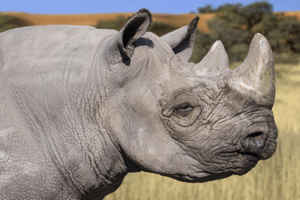 Kenya Moves Black Rhinos to New Home to Save Them 🦏 Kenya begins translocation of black rhinos to boost conservation