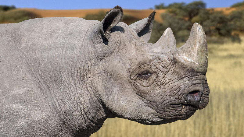 Kenya_begins_translocation_of_black_rhinos_to_boost_conservation - My Global News: Young Voices Kenya begins translocation of black rhinos to boost conservation