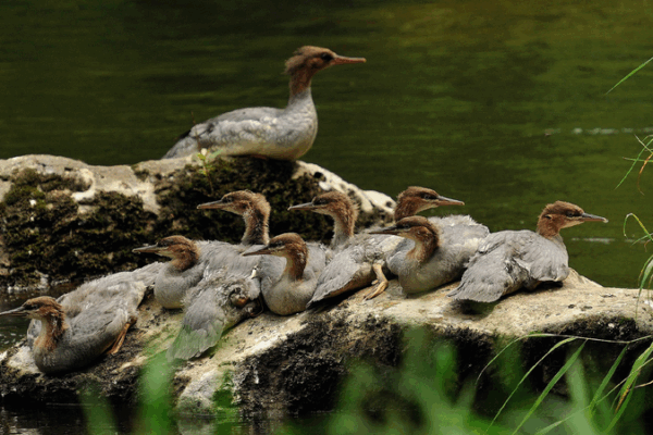 Adorable Chinese Merganser Ducklings Take Their First Leap in Northeast China! 🦆 Live: Chinese merganser chicks hatch in northeast China