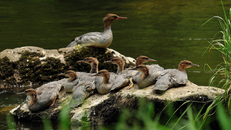 Live: Chinese merganser chicks hatch in northeast China
