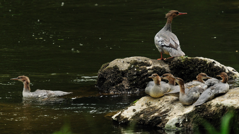 Rare Chinese Merganser Ducklings Hatch in Northeast China! 🦆 Live: Chinese merganser chicks hatch in northeast China – Ep. 3
