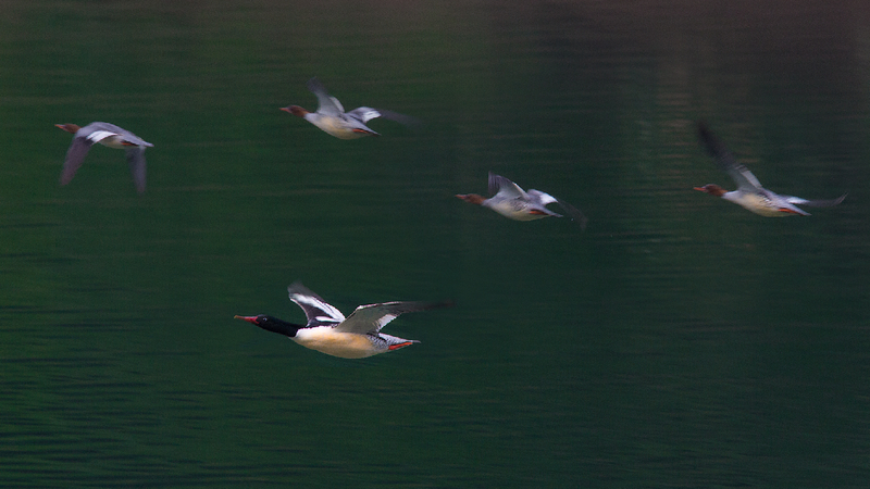Meet the Baby Chinese Mergansers Hatching in Northeast China! 🐣 Live: Chinese merganser chicks hatch in northeast China – Ep. 4