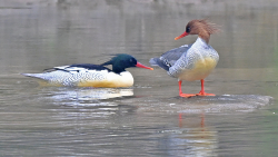 Cute Chinese Merganser Ducklings Hatch in Changbai Mountain π¦ Live: Chinese merganser chicks hatch in northeast China β Ep. 5