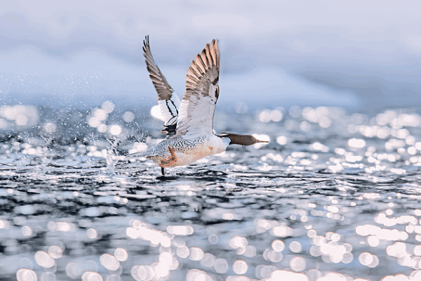 Brave Baby Ducks Take Their First Leap in China’s Changbai Mountain! Live: Chinese merganser chicks hatching from the nests