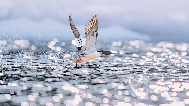 Live_Chinese_merganser_chicks_hatching_from_the_nests - My Global News: Young Voices Live: Chinese merganser chicks hatching from the nests