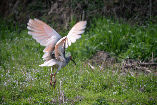The Enchanting Return of China’s Crested Ibis ποΈ Live: Unveil the enchanting world of crested ibis breeding in China video poster
