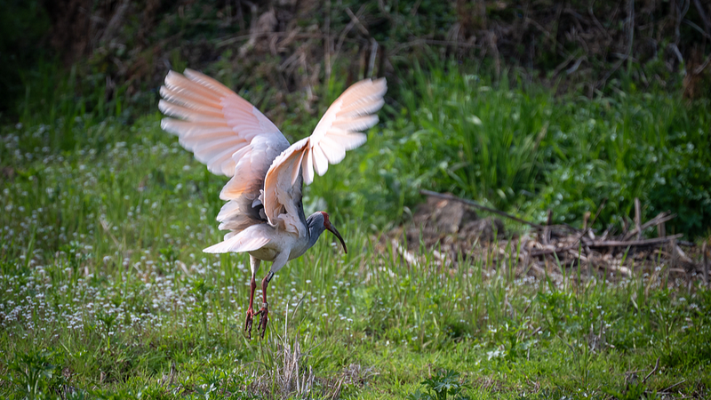 Live: Unveil the enchanting world of crested ibis breeding in China video poster