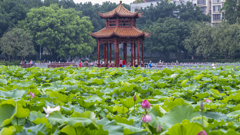 Lotus Wonderland: Pantang Park Blooms Bright in Summer! Lotus flowers grace Wuzhou's Pantang Park in summer