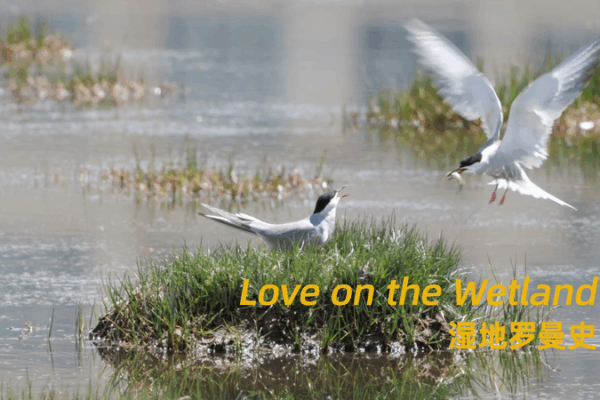 Love and Courage on the Wetlands: The Tale of a Tern Love on the wetland: The tenderness and protectiveness of a tern video poster