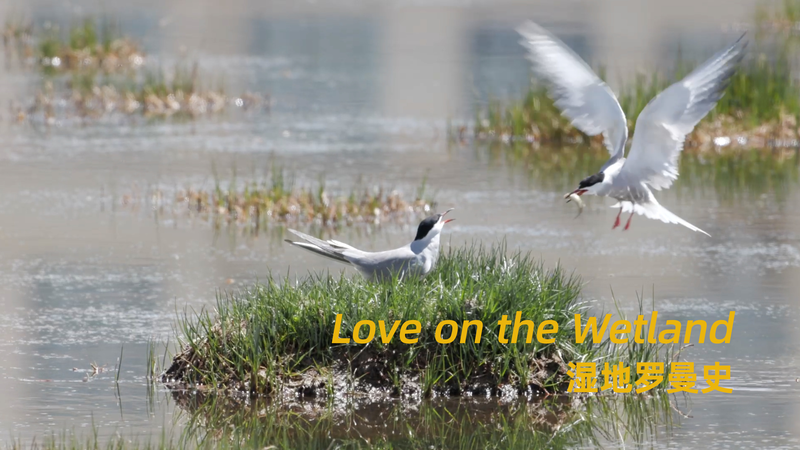 Love on the wetland: The tenderness and protectiveness of a tern video poster
