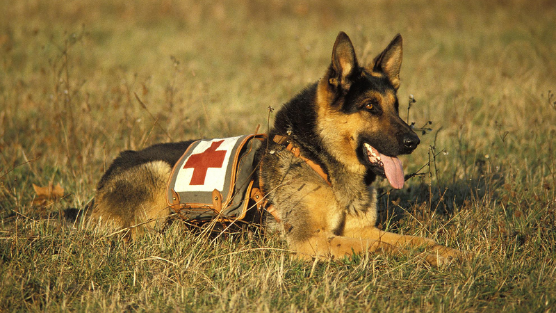 Meet the hardworking animals around us on Labor Day