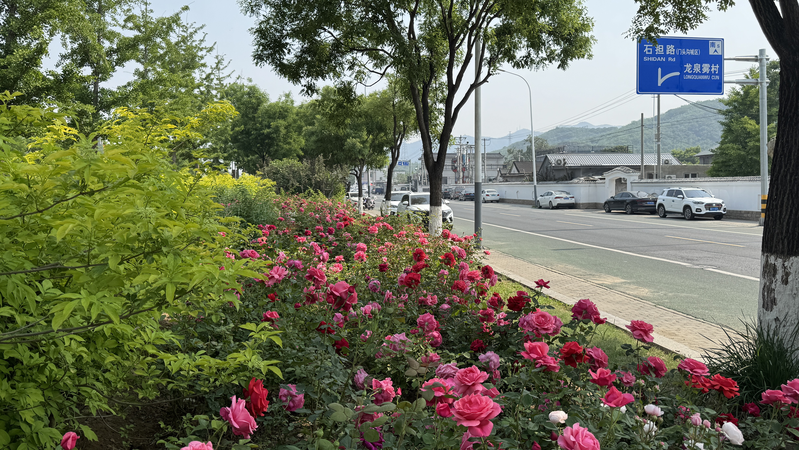 Beijing’s 21-Kilometer Rose Avenue Blossoms into Tourist Hotspot Mentougou's 21-kilometer Rose Avenue draws crowds video poster