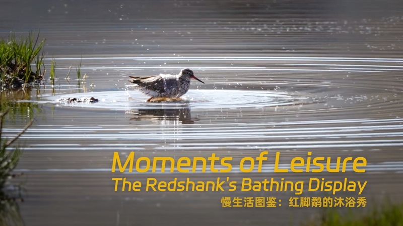 Redshank’s Splashy Bath: A Fun Moment in the Wetlands Moments of leisure: The redshank's bathing display video poster