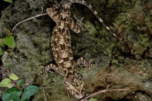 New Gecko Species Found in Hainan’s Rainforest! 🦎🌴 New gecko species discovered in S China