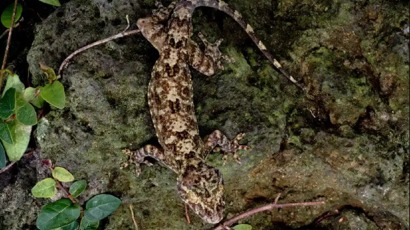 New gecko species discovered in S China