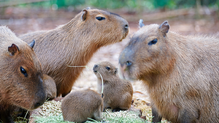 New residents at Yunnan Wildlife Park meet visitors during holiday