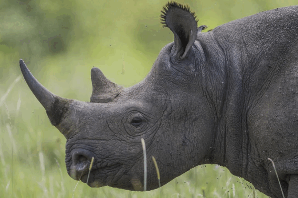 Rhino Alert: Over 100 Rhinos Poached in South Africa This Year π’ Over 100 rhinos poached in South Africa this year