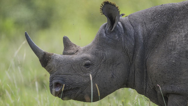 Over 100 rhinos poached in South Africa this year