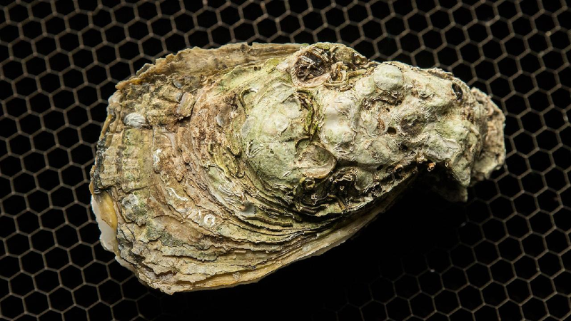 Oyster Fossils Unlock Secrets of Ancient Climate ππ Oyster fossils offer new insights into history of global warming
