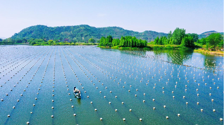 Deqing’s 800-Year-Old Pearl Farming Shines Globally! π Pearls of wisdom: Deqing's aquaculture legacy gains global recognition