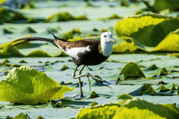 Pheasant-tailed Jacanas Make Lotus Pond Their New Home ๐ธ๐ฆ Pheasant-tailed jacanas make home in lotus pond