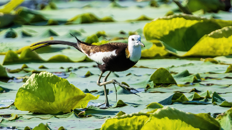 Pheasant-tailed jacanas make home in lotus pond