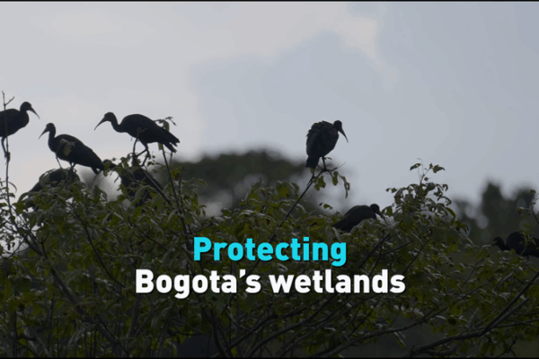 Protecting Bogota’s Wetlands: Nature’s Hidden Heroes! 🌿 Protecting Bogota’s wetlands video poster