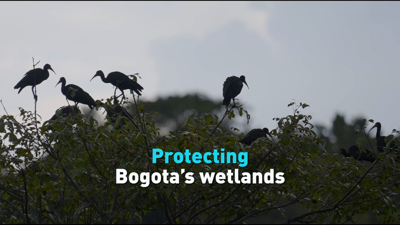 Protecting_Bogotas_wetlands_poster - My Global News: Young Voices Protecting Bogota’s wetlands video poster