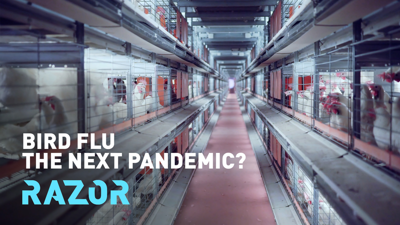 Bird Flu: Could It Be the Next Pandemic? Here’s What You Need to Know! RAZOR: Bird flu - the next pandemic? video poster