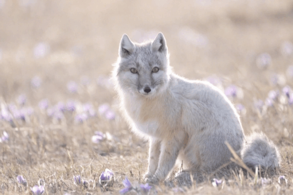 Rare Corsac Foxes Spotted in North China’s Grasslands! 🦊 Rare corsac foxes spotted foraging in north China video poster