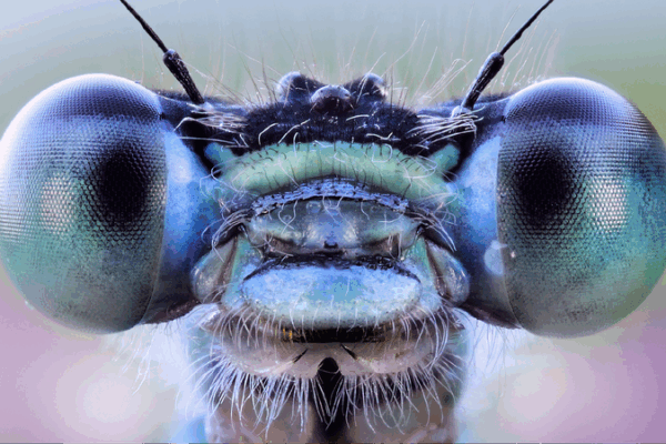 Scientists Create Insect-Inspired Eyes Using AI! ππ Scientists develop insect-inspired vision system with AI capabilities